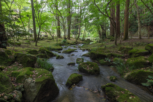 View of a gentle stream flowing over moss covered rocks through a lush green forest its tranquil waters reflecting the surrounding trees Narita Chiba Japan. View of a gentle stream flowing over moss covered rocks through a lush green forest its tranquil waters reflecting the surrounding trees Narita Chiba Japan.