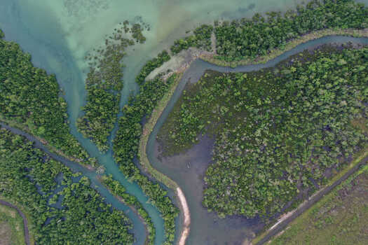 Aerial view of lush mangrove forests with winding tidal channels and dense green vegetation in Maginti South East Sulawesi Indonesia. Aerial view of lush mangrove forests with winding tidal channels and dense green vegetation in Maginti South East Sulawesi Indonesia.