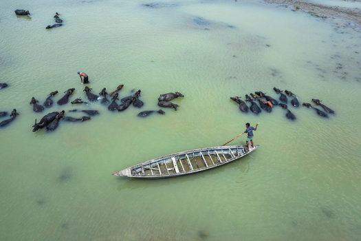 Bogura Rajshahi Division Bangladesh 29 May 2019 Aerial view of a man steering a wooden boat through shallow river water while herding a group of water buffalo. Bogura Rajshahi Division Bangladesh 29 May 2019 Aerial view of a man steering a wooden boat through shallow river water while herding a group of water buffalo.