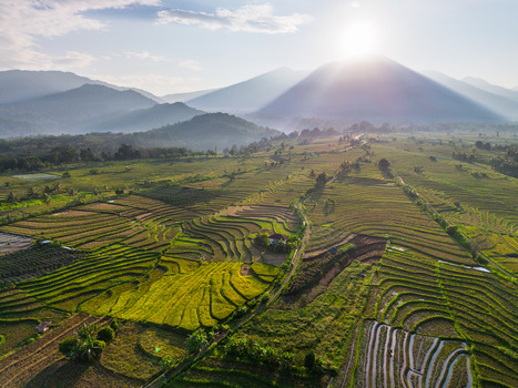 Aerial view of Kemumu rice terraces with lush green fields rolling hills and golden sunlight in Arma Jaya Bengkulu Indonesia. Aerial view of Kemumu rice terraces with lush green fields rolling hills and golden sunlight in Arma Jaya Bengkulu Indonesia.