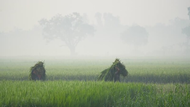 View of farmers carrying grass in a misty field in Bogura Bangladesh.