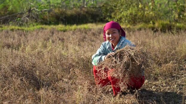 View of a woman harvesting dry crops in a field in Dang Nepal.
