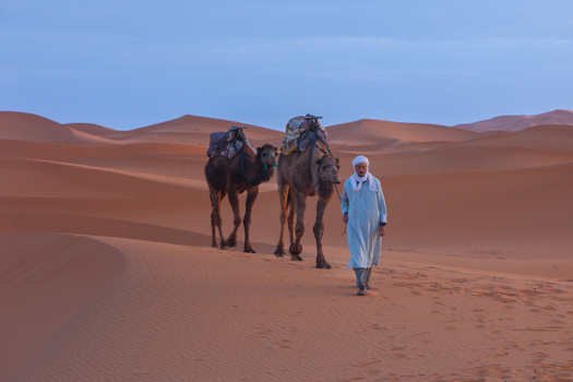 View of a man in traditional clothing leading two camels through the vast sand dunes of the Sahara Desert in Morocco.