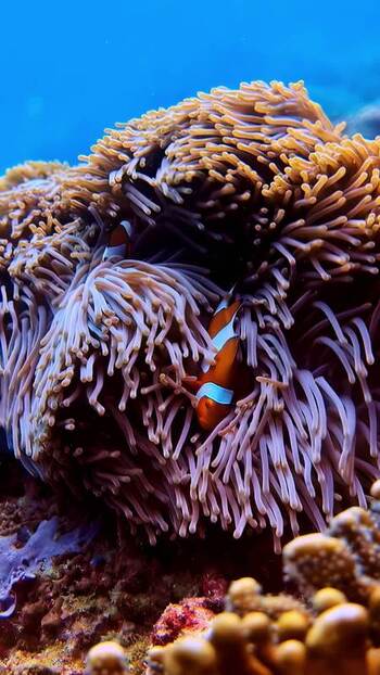 View of clownfish in a sea anemone in Bali Indonesia. View of clownfish in a sea anemone in Bali Indonesia.