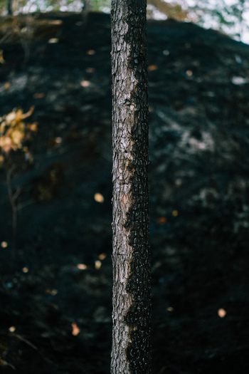 View of a textured tree trunk standing against a dark volcanic ash landscape in Kintamani Bali Indonesia.