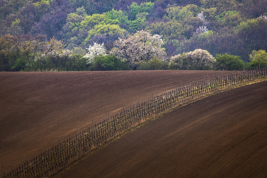 View of rolling hills with a plowed vineyard and blooming trees in the background Cejkovice South Moravian Region Czechia. View of rolling hills with a plowed vineyard and blooming trees in the background Cejkovice South Moravian Region Czechia.