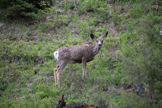 View of a deer standing in a grassy field with green vegetation and trees in the background in Canada. View of a deer standing in a grassy field with green vegetation and trees in the background in Canada.