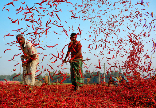 Bogura Bangladesh 12 February 2017 View of workers tossing red chili peppers into the air to dry them under the sun in a rural field. Bogura Bangladesh 12 February 2017 View of workers tossing red chili peppers into the air to dry them under the sun in a rural field.