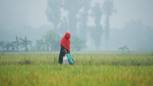 View of a woman walking through a misty field in Bangladesh. View of a woman walking through a misty field in Bangladesh.
