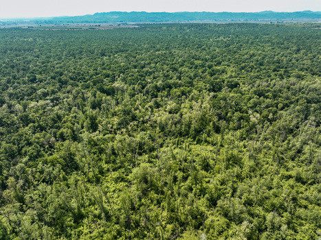 Aerial view of the dense green canopy of Parco Naturale del Bosco delle Sorti della Partecipanza with distant hills under a clear sky in Trino Piemonte Italy. Aerial view of the dense green canopy of Parco Naturale del Bosco delle Sorti della Partecipanza with distant hills under a clear sky in Trino Piemonte Italy.