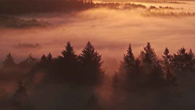 Aerial view of Venekotensee and misty forest at sunrise Germany.