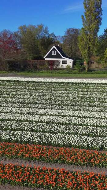 Aerial view of blooming tulip fields and a traditional house Netherlands.