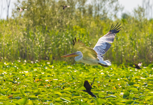 View of a Dalmatian pelican in flight over lush green lily pads and reeds at Skadar Lake in Virpazar Bar Municipality Montenegro. View of a Dalmatian pelican in flight over lush green lily pads and reeds at Skadar Lake in Virpazar Bar Municipality Montenegro.
