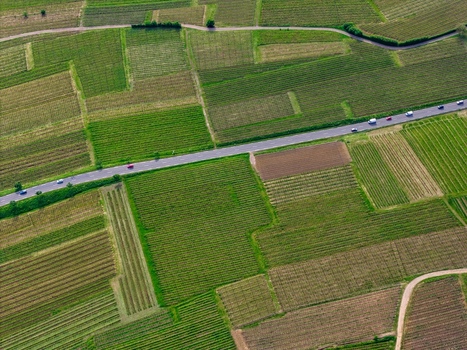 Aerial view of lush green vineyards with a straight road and moving cars under bright daylight Ribeauville Grand Est France. Aerial view of lush green vineyards with a straight road and moving cars under bright daylight Ribeauville Grand Est France.