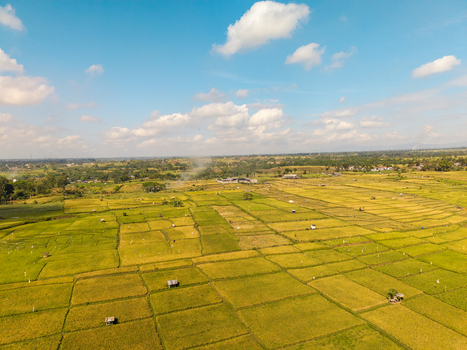 Aerial view of lumajang paddy field with vibrant green and golden rice terraces small huts and distant trees under a bright blue sky Lumajang East Java Indonesia. Aerial view of lumajang paddy field with vibrant green and golden rice terraces small huts and distant trees under a bright blue sky Lumajang East Java Indonesia.