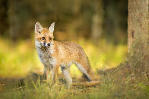 View of a young red fox standing in a forest with soft natural light and blurred background in Debrzno Pomeranian Voivodeship Poland. View of a young red fox standing in a forest with soft natural light and blurred background in Debrzno Pomeranian Voivodeship Poland.