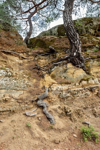View of pine trees growing on a rocky sandy slope with exposed roots and mossy rock formations in Adatepe Canakkale Turkey. View of pine trees growing on a rocky sandy slope with exposed roots and mossy rock formations in Adatepe Canakkale Turkey.