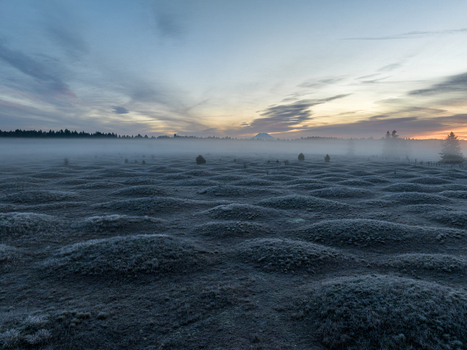 Aerial view of Mima Mounds Natural Area Preserve with rolling grass mounds under a misty sky at dawn in Olympia Washington United States.