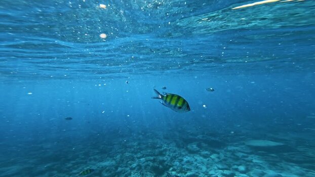 View of an underwater scene with fish and sunlight Thailand.