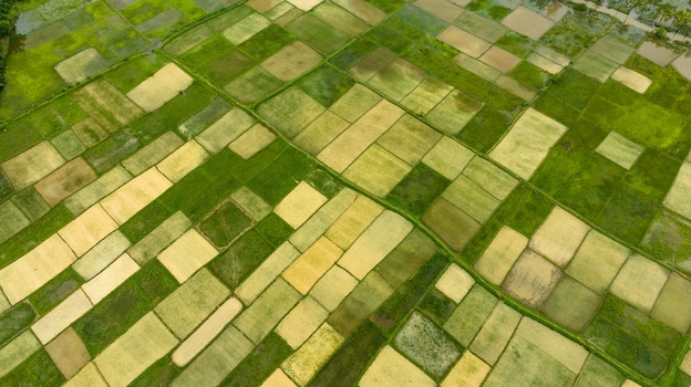 Aerial view of vibrant green and golden rice paddies arranged in a geometric patchwork pattern across the landscape in Honnavar Karnataka India.