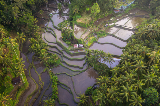 Aerial view of the Tegalalang Rice Terrace with water filled paddies surrounded by lush palm trees and tropical vegetation in Tegalalang Bali Indonesia. Aerial view of the Tegalalang Rice Terrace with water filled paddies surrounded by lush palm trees and tropical vegetation in Tegalalang Bali Indonesia.