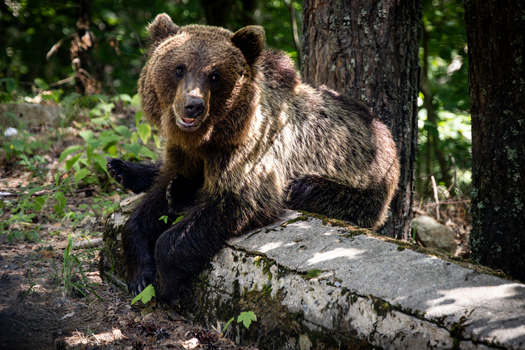 View of a brown bear resting near a concrete barrier in the forest along the Transfagarasan road in Curtea de Arges Judetul Arges Romania. View of a brown bear resting near a concrete barrier in the forest along the Transfagarasan road in Curtea de Arges Judetul Arges Romania.
