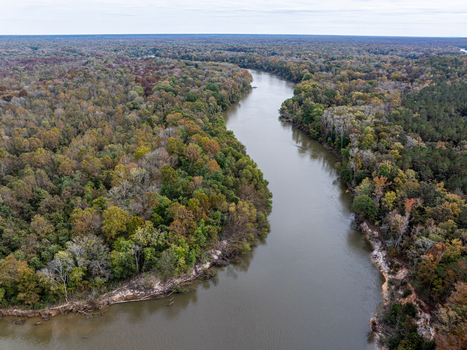 Aerial view of a winding river cutting through a dense forest with autumnal hues painting the trees in warm tones Fort Motte South Carolina United States.