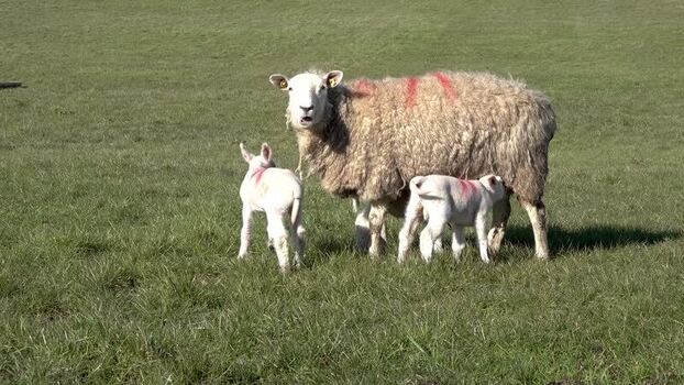 View of a ewe with her two lambs in a field in Ireland.