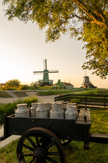 View of traditional Zaanse Schans windmills at golden hour with metal milk cans in a wooden cart in the foreground in Zaandam Noord Holland Netherlands.