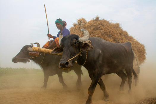 Natore Bangladesh 15 July 2023 View of a farmer guides his pair of dark oxen laden with golden hay through a dust filled path evoking a timeless scene of rural life. Natore Bangladesh 15 July 2023 View of a farmer guides his pair of dark oxen laden with golden hay through a dust filled path evoking a timeless scene of rural life.