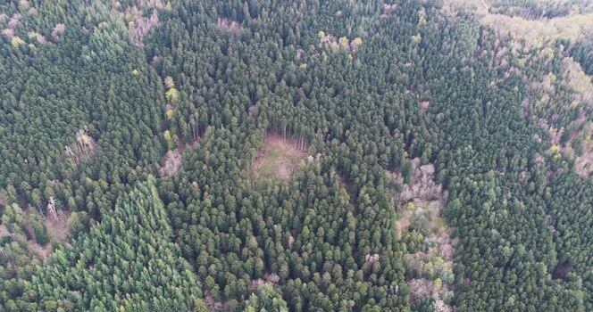 Aerial view of dense evergreen forests and rolling hills in Italy. Aerial view of dense evergreen forests and rolling hills in Italy.