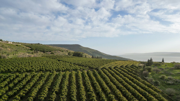 Aerial view of lush fruit orchards arranged in neat rows across the rolling hills with the Sea of Galilee in the distance in Golan Heights Israel. Aerial view of lush fruit orchards arranged in neat rows across the rolling hills with the Sea of Galilee in the distance in Golan Heights Israel.