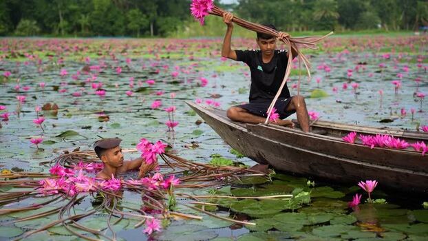 View of people harvesting pink water lilies in a boat Bangladesh. View of people harvesting pink water lilies in a boat Bangladesh.