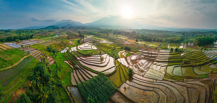 Aerial view of lush green rice terraces reflecting the golden sunlight in the rural landscape of Pariaman West Sumatra Indonesia.