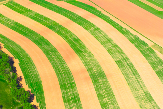 Aerial view of agricultural fields with alternating strips of green crops and brown soil in curved patterns near a line of trees in Brno South Moravian Region Czechia.