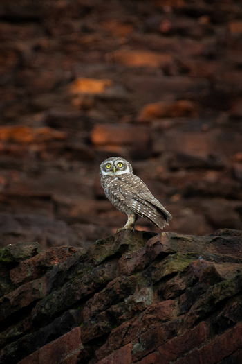 View of a spotted owlet perched on a textured brick surface its piercing yellow eyes a stark contrast to the earthy tones Rajshahi Rajshahi Division Bangladesh.