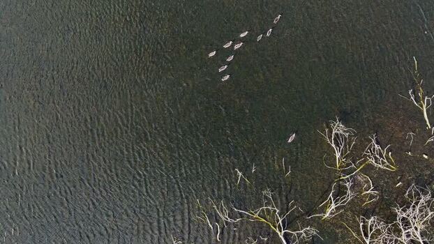 Aerial view of ducks swimming on dark water Germany.