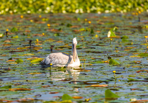 View of a Dalmatian pelican swimming among lily pads and yellow water flowers on Skadar Lake in Virpazar Bar Municipality Montenegro. View of a Dalmatian pelican swimming among lily pads and yellow water flowers on Skadar Lake in Virpazar Bar Municipality Montenegro.