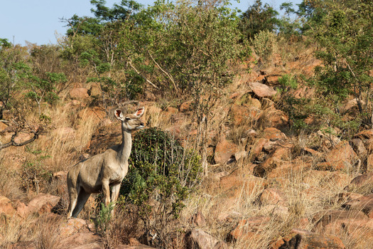 View of a female kudu standing on a rocky hillside with sparse vegetation and green trees in Waterberg District Municipality Limpopo South Africa.
