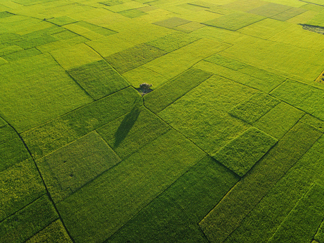 Aerial view of lush green agricultural fields with a single tree casting a long shadow in Kushtia Khulna Division Bangladesh. Aerial view of lush green agricultural fields with a single tree casting a long shadow in Kushtia Khulna Division Bangladesh.