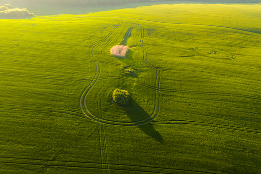 Aerial view of a guitar shaped pattern in a vibrant green field with a solitary tree and golden sunlight in Chvalkovice Hradec Kralove Region Czechia.