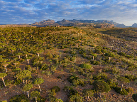 Aerial view of the unique Dragon s Blood Trees dotting the arid landscape under a vast sky creating a surreal otherworldly panorama Firmihin Socotra Yemen.
