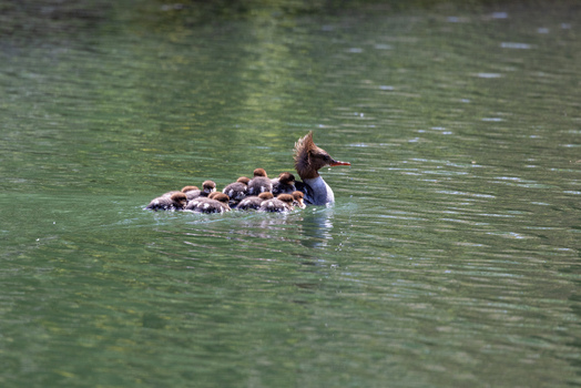 View of a female common merganser swimming on green water with several ducklings on her back and around her in Mulhouse Grand Est France.