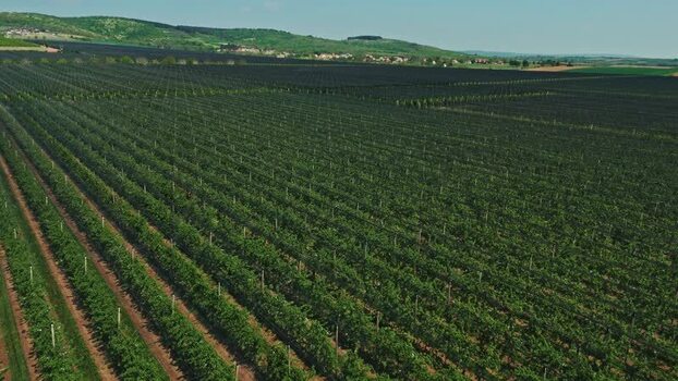 Aerial view of vineyard in Mala Remeta Serbia.