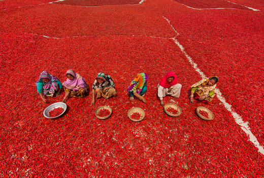 Bogura Bangladesh 12 March 2018 View of women in colorful traditional clothing sorting red chili peppers spread out on the ground for drying under the sun. Bogura Bangladesh 12 March 2018 View of women in colorful traditional clothing sorting red chili peppers spread out on the ground for drying under the sun.