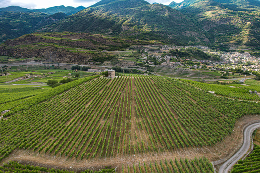 Aerial view of Aymavilles Castle and lush green vineyards on a terraced hillside with mountains in the background Aymavilles Aosta Valley Italy. Aerial view of Aymavilles Castle and lush green vineyards on a terraced hillside with mountains in the background Aymavilles Aosta Valley Italy.