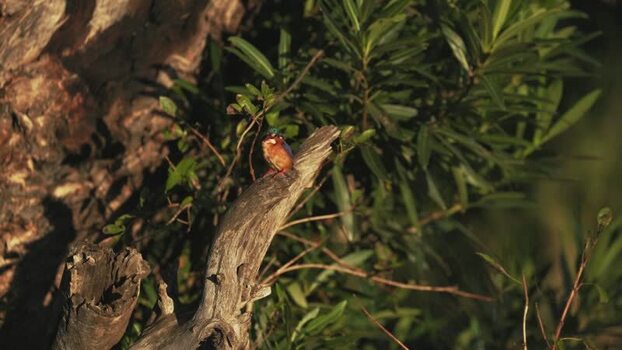 View of a kingfisher in Kruger National Park South Africa.