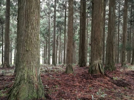 View of the dense Magoebaskloof forest with towering trees and a thick carpet of pine needles on the forest floor in Tzaneen Limpopo South Africa.