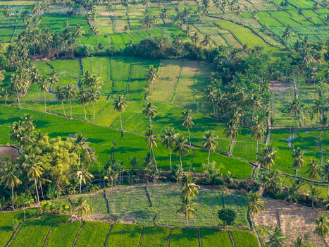 Aerial view of lush green rice paddies and palm trees in the agricultural landscape of Candipuro East Java Indonesia.