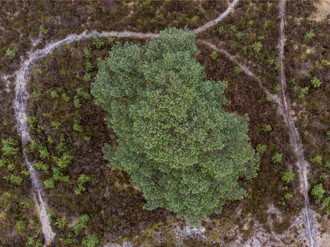 Aerial view of a lush green tree stands prominently amidst the muted browns and winding paths of the landscape Soesterberg Utrecht Netherlands.
